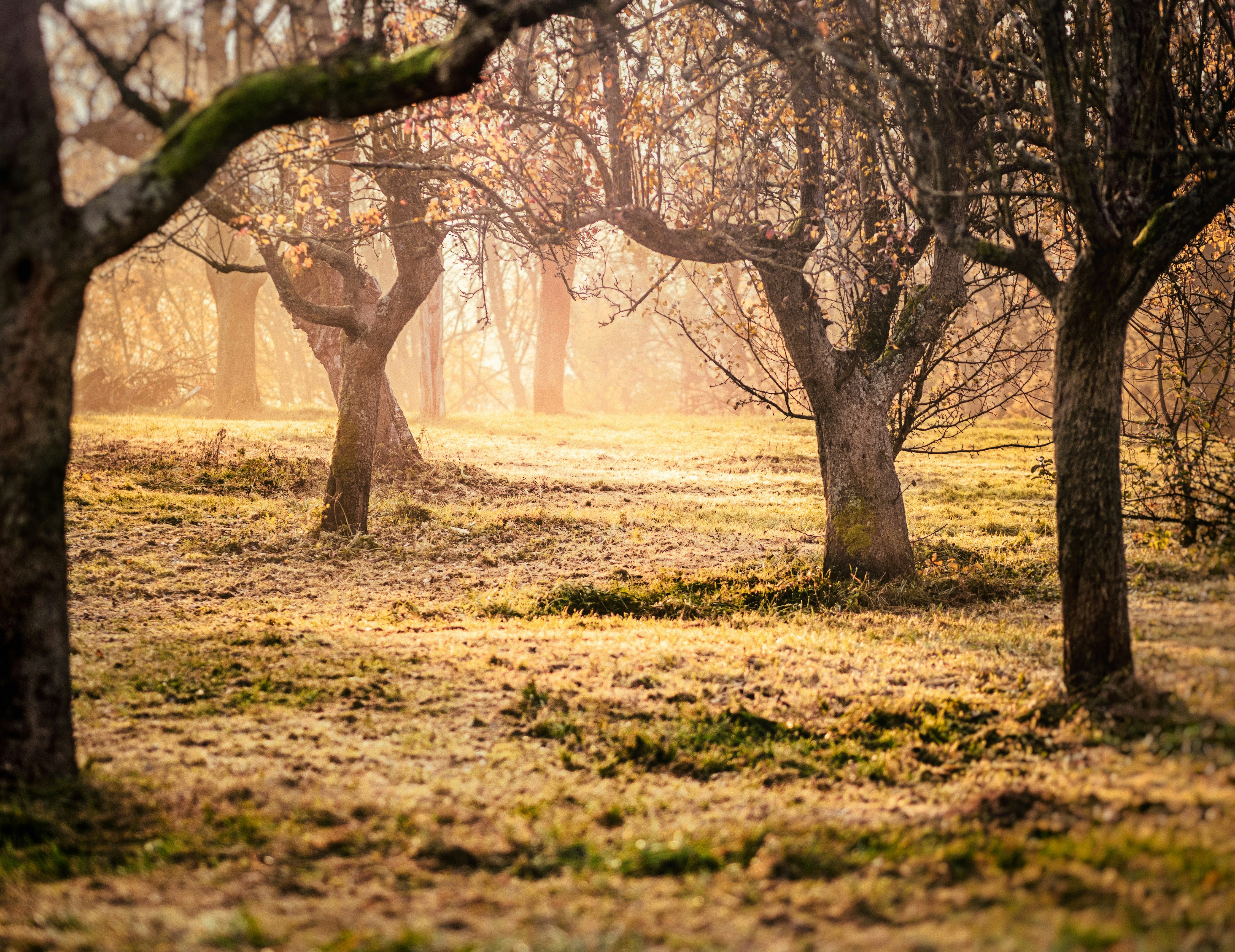 beige and brown trees during daytime